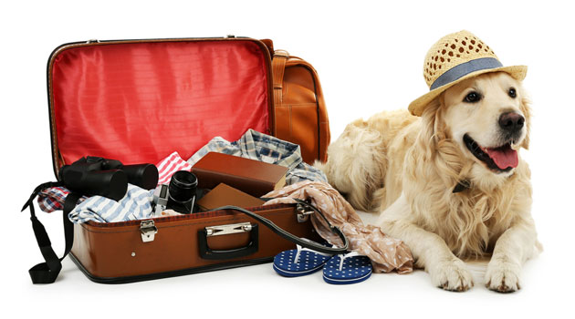 Dog suitcases