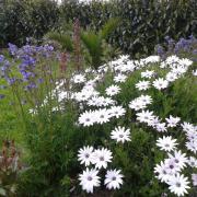 The guest house and the garden